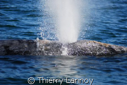 Grey Whale action in San Ignacio, Baja Sur , Mexico by Thierry Lannoy 